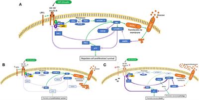 Mini Review: Opposing Pathologies in Cancer and Alzheimer's Disease: Does the PI3K/Akt Pathway Provide Clues?